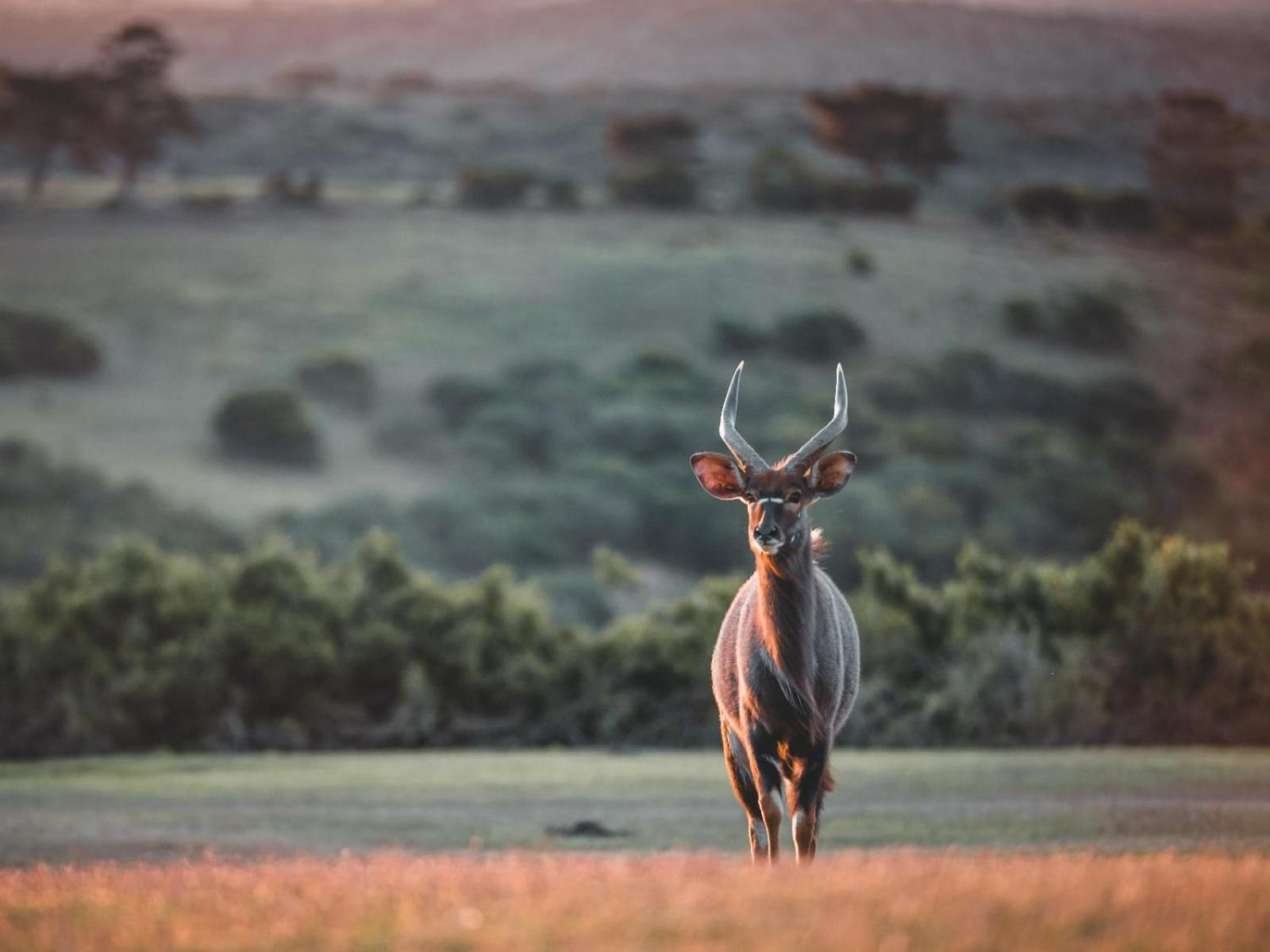 Umbono Private Game Lodge Александрия Экстерьер фото